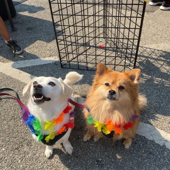 Meet your Posher, Lauren - Picture 4 of 4